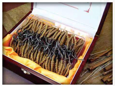 三台冬虫夏草回收